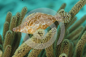 Slender Filefish (Monacanthus tuckeri) - Bonaire