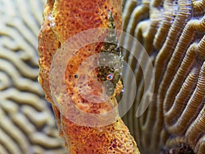 Slender filefish, Monacanthus tuckeri. CuraÃ§ao, Lesser Antilles, Caribbean
