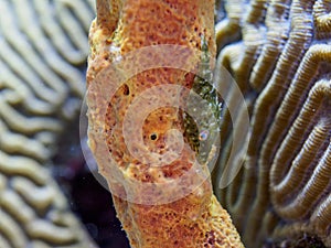 Slender filefish, Monacanthus tuckeri. CuraÃ§ao, Lesser Antilles, Caribbean