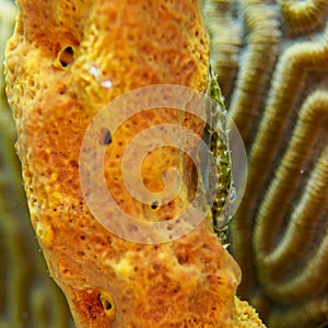 Slender filefish, Monacanthus tuckeri. CuraÃ§ao, Lesser Antilles, Caribbean