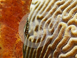 Slender filefish, Monacanthus tuckeri. CuraÃ§ao, Lesser Antilles, Caribbean