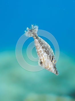 Slender filefish, Monacanthus tuckeri. CuraÃ§ao, Lesser Antilles, Caribbean