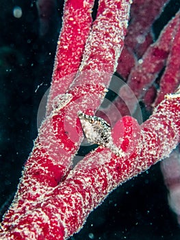 Slender filefish hiding in a red rope sponge on the reef in the Carribbean Sea, Roatan, Bay Islands, Honduras photo