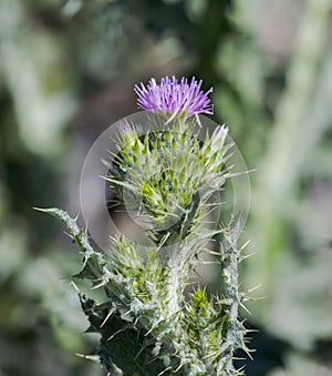 Slender-flower thistle, Carduus tenuiflorus