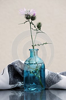 Slender-flower thistle