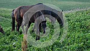 A slender foal in front of horses munching on green grass in a high mountain pasture. The concept of pets in the wild