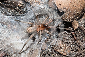 Slender Funnelweb Spider