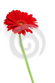 Slender gerbera on white