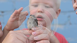 Slender girl with children caught sparrow chick and looked at him in her arms.