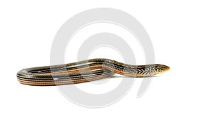 Slender glass legless lizard - isolated - white background