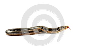 Slender glass legless lizard - isolated - white background