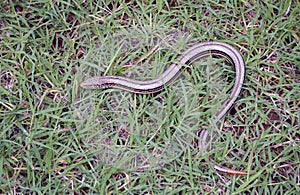 Slender glass lizard