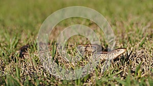 Slender Glass Lizard