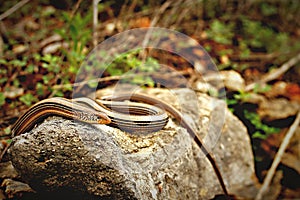 Slender Glass Lizard