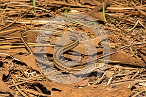 Slender Glass Lizard