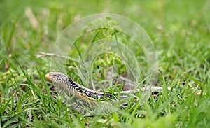 Slender glass lizard in the grass