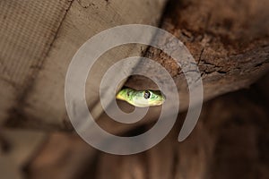 Slender green snake, philothamnus heterolepidotus, ofidiofobie