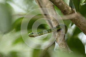 Slender green snake, philothamnus heterolepidotus, ofidiofobie