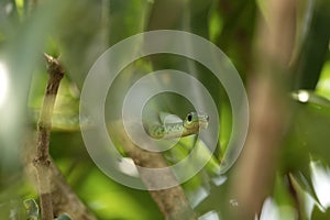 Slender green snake, philothamnus heterolepidotus, ofidiofobie