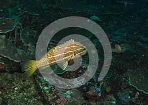 Slender grouper