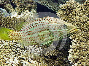 Slender grouper in Maldives