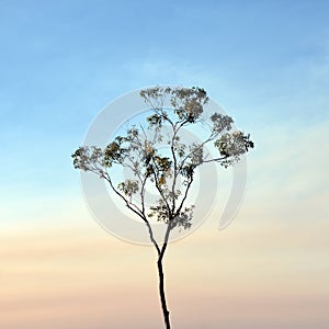 Slender Gum tree in Smoke Haze