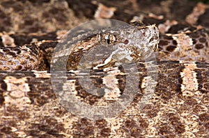 Slender Hognosed viper