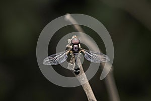 Slender hoverfly closeup Ocyptamus fuscipennis, Satara, maharashtra