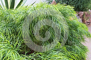 The Slender Leaves of a Mini Cog Narrow Leaved Bower Wattle Shrub