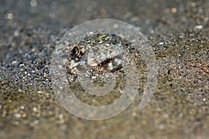 Slender lizardfish