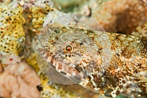 Slender lizardfish