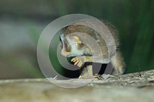 Slender loris