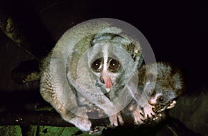 Slender Loris, loris tardigradus, Mother with Cub, Licking its Nose