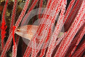 Slender maori wrasse - Oxycheilinus orientalis