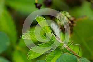 Slender Meadow Katydid - Conocephalus fasciatus