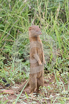 Slender mongoose