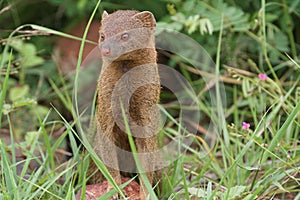 Slender mongoose