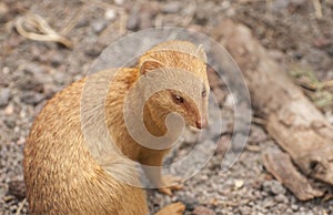 Slender mongoose