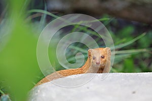 Slender mongoose