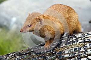 Slender Mongoose