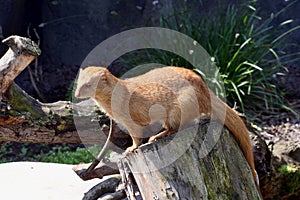 Slender mongoose