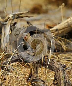 Slender Mongoose