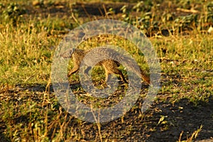 Slender Mongoose