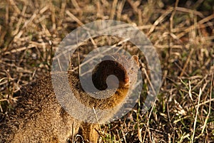 Slender Mongoose