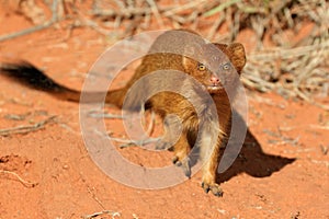 Slender mongoose