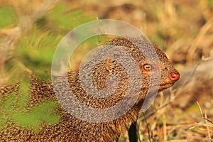 Slender Mongoose - African Wildlife Background - Colors in Nature