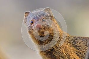 Slender Mongoose - African Wildlife Background - Curious and Cute
