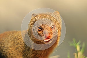 Slender Mongoose - African Wildlife Background - Cutest Scavenger Around