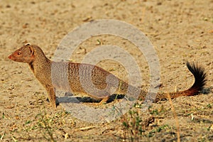 Slender Mongoose - African Wildlife Background - Portrait of a Scavenger