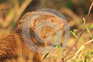 Slender Mongoose - African Wildlife Background - Scavenger Cute
